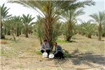 Control measures Rhynchophorus ferrugineus (red palm weevil); pheromone traps being installed to control R. ferrugineus in Jericho.