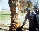 Control measures Rhynchophorus ferrugineus (red palm weevil); trunk injection being used to control R. ferrugineus.