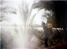 Control measures Rhynchophorus ferrugineus (red palm weevil); monthly spraying of date palms to prevent infestation by R. ferrugineus.