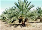 Symptoms Rhynchophorus ferrugineus (red palm weevil); infested date palm tree. Moshaf Plantation, Jordan Valley, Israel.