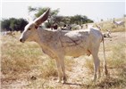 Cover for Kuri cattle