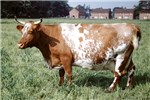 Cover for Shorthorn Cattle breeds