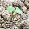 Seedling Seedling of A. theophrasti.