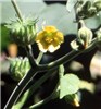 Flower Flower of A. theophrasti.