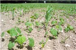 Infestation Maize field in Japan infested by A. theophrasti.