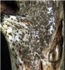 Pycnidiospores Overwintered raspberry canes in early spring showing silvering of epidermis and masses of grey-black pycnidiospores dried on the cane surface near machine harvester wounds made in the previous summer. (Close-up view)