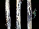 Pycnidiospores Overwintered raspberry canes in early spring showing silvering of epidermis and masses of grey-black pycnidiospores dried on the cane surface near machine harvester wounds made in the previous summer.