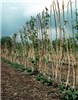 Symptoms Overwintered fruiting canes of raspberry (cv. Malling Jewel) showing cane death and bud failure in spring caused by infection of machine harvester wounds made in the previous summer. Note that new primocanes at the base of the plants are growing normally amongst old cane stubs left after pruning.
