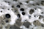 Pycnidiospores Overwintered raspberry canes in early spring showing silvering of epidermis and masses of grey-black pycnidiospores dried on the cane surface near machine harvester wounds made in the previous summer. (Extreme close-up view)