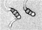 Ascospores