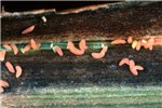 Raspberry cane midge larvae Salmon pink, second generation raspberry cane midge larvae (Resseliella theobaldi) feeding on the surface of the polyderm beneath a natural split in the rind. The brown areas on the polyderm represent the initial fungal invasion of the vascular tissues leading to the damage described as 'midge blight'. (Close-up).