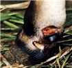 Symptoms Swollen leg and necrotic ulceration.