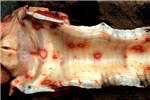 Pathology Lesions in the trachea.