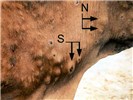 External symptoms Nodules (N) and sittasts (S) in a Balidy cow in Egypt affected with LSD.