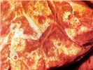 Pathology LSD lesions in the lung are areas of atelectasis and interlobular oedema.