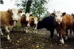Cover for Bos taurus (cattle)