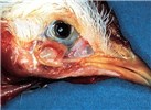 Cover for Newcastle disease