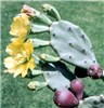 Habit Opuntia stricta (erect prickly pear); cladode, with yellow flowers and reddish-purple fruits.
