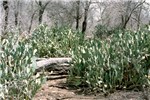 Habit Opuntia stricta (erect prickly pear); habit, showing a dense infestation in the Kruger National Park, South Africa.