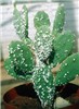 Biocontrol agent Opuntia stricta (erect prickly pear); the biocontol agent Dactylopius opuntiae ('stricta' biotype) infesting O. stricta under controlled conditions.