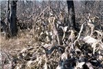 Successful biocontrol Opuntia stricta (erect prickly pear); the same infestation three years later, destroyed by the natural enemy Dactylopius opuntiae ('stricta' biotype) and Cactoblastis cactorum (cactus moth).