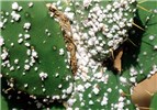 Biocontrol agent Opuntia stricta (erect prickly pear); the biocontrol agent, Dactylopius opuntiae ('stricta' biotype) infesting O. stricta, under controlled conditions.