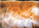 Cover for skin and ocular diseases of large ruminants