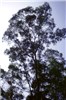 Tree habit