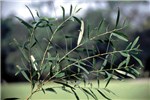 Foliage