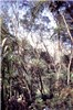 Plantation Fujian Province, China.
