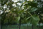 Foliage and seed