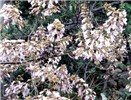 Flowers Flowers on wild trees of P. tomentosa in a gully, Shandong Province, China