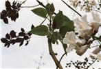 Foliage and ornamental flowers