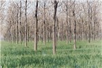 Plantation High yielding superior clonal P. tomentosa plantation.