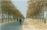 Avenue