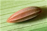 Egg Paysandisia archon; a single egg on leaf