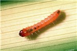 1st instar larva Paysandisia archon; 1st instar larva immediately after hatching.
