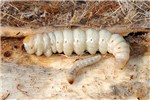 Larvae Paysandisia archon; larvae in various instars.