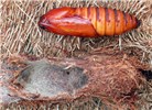 Pupa Paysandisia archon; larval cocoon opened to show the pupa.