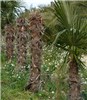 Damage symptoms Mature specimens of Trachycharpus fortunei which have died as a result of a severe Paysandisia archon larval attack.