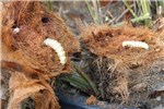 Larvae in situ Trachycharpus fortunei cut off 20 cm above soil level to observe Paysandisia archon larvae and gallery holes within stype.