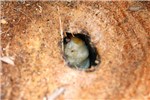 Larva in situ Trachycharpus fortunei stype cut off at soil level to observe Paysandisia archon larva within its gallery.