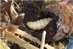 Larval damage Paysandisia archon; final larval instar within the stype of a two-year-old Chamaerops humilis.