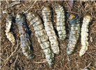 Natural enemy Paysandisia archon; seven larvae killed by the entomopathogenic nematode, Steinernema carpocapsae.
