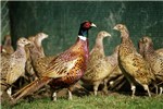 Cover for Phasianus colchicus (common pheasant)