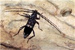 Adult Phoracantha semipunctata (eucalyptus longhorned borer); adult near emergence hole on Eucalyptus grandis.