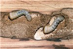 Mature larvae Phoracantha semipunctata (eucalyptus longhorned borer); mature larvae and larval gallery in Eucalyptus grandis.