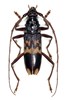 Adult Phoracantha semipunctata (eucalyptus longhorned borer); adult. Museum set specimen.