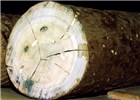 Damaged timber Phoracantha semipunctata (eucalyptus longhorned borer); damaged Eucalyptus grandis timber.