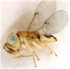 Natural enemy Acerophagus papayae, an Encyrtid wasp; a parasitoid used in the biocontrol of papaya mealybug (Paracoccus marginatus).